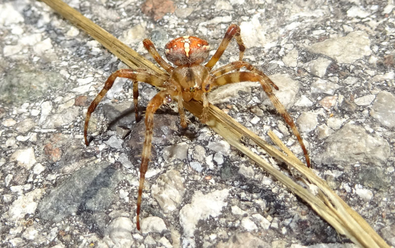 Araneus diadematus, femmina   - Fierozzo (TN)